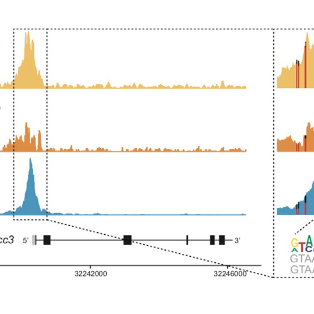 Epigenetic profiling